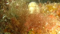 090 Savignyelle buissonnante (Savignyella lafontii)